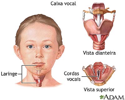 Anatomia vocal